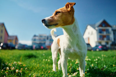 Dog running on field