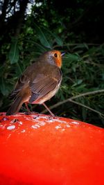 Close-up of a bird perching on plant