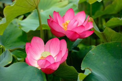 Close-up of pink lotus water lily in pond
