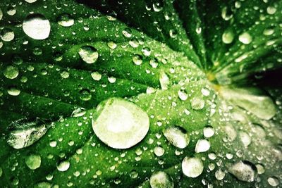 Macro shot of water drops on leaf