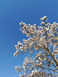 Low angle view of magnolia tree against blue sky