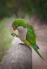 Close-up of parrot perching on tree