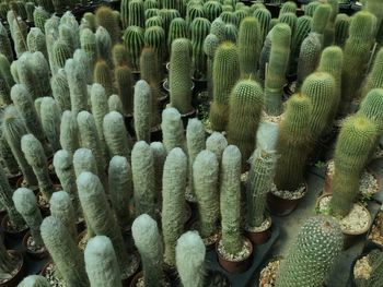 Full frame shot of succulent plants