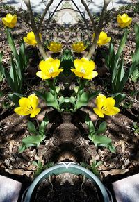 Close-up of yellow flowers