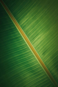 Full frame shot of green leaf