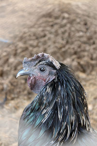 Close-up of a bird