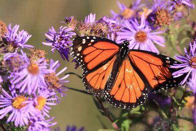 Close-up of butterfly pollinating on purple flower