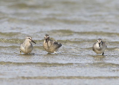 Ducks in a lake