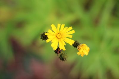 Close-up of bee pollinating on yellow flower