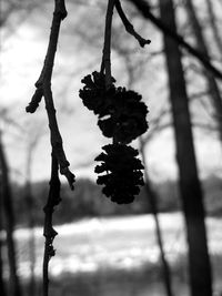 Close-up of flower hanging on branch against sky