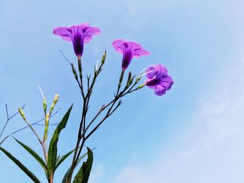 Low angle view of pink flowers blooming against sky