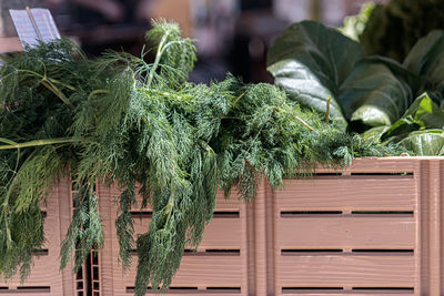 Close-up of vegetables for sale in market