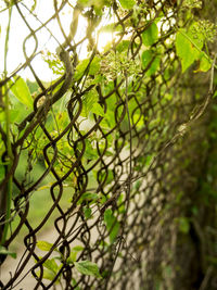 Close-up of bamboo tree