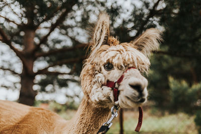 Close-up of a alpaca in ranch