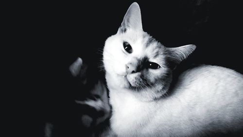 Close-up portrait of cat against black background