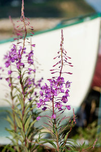 Close-up of flower
