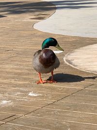 High angle view of bird perching on footpath