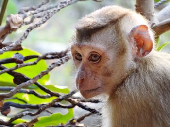 Close-up of monkey on tree in forest