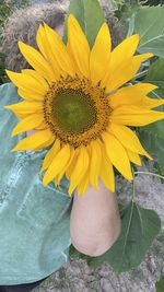 Close-up of sunflower