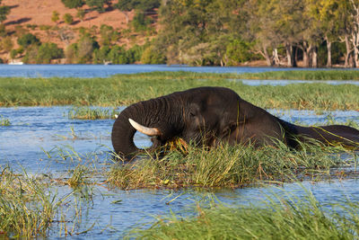 Elephant eating grass in the chobe river