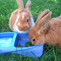 Animal grazing on grassy field