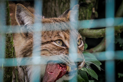 Close-up portrait of a cat in zoo