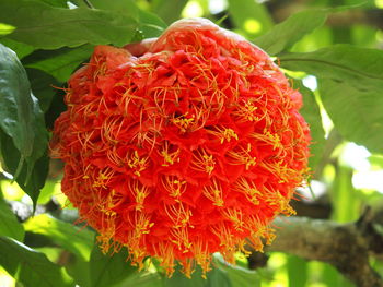 Close-up of red flower