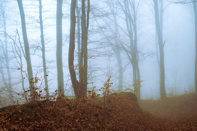 Trees in forest