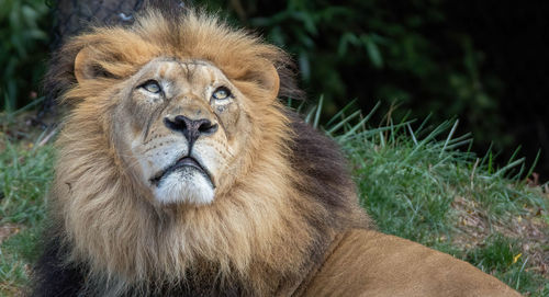 Portrait of a cat on land