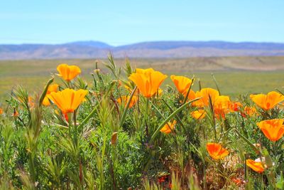 Yellow flowers blooming on field