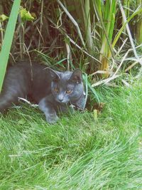 Cat in grass