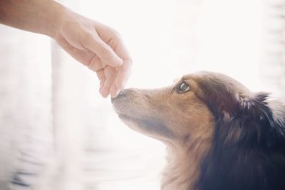 Side view of dog sniffing human hand