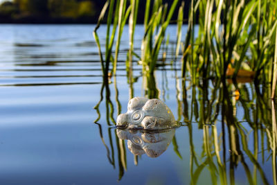 View of turtle swimming in lake