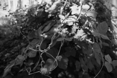 Close-up of flowering plant