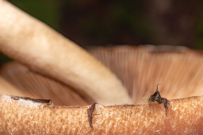 close-up