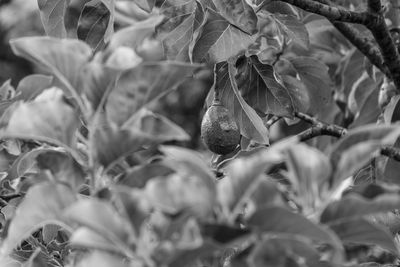 Close-up of wilted plant