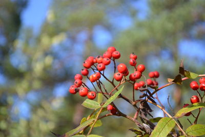 Close-up of red rose