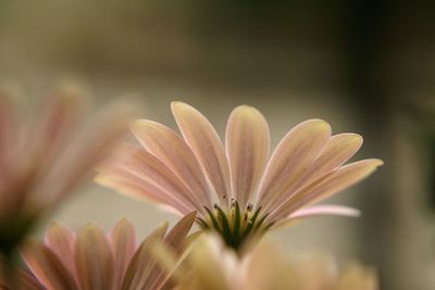 Close-up of flower blooming outdoors