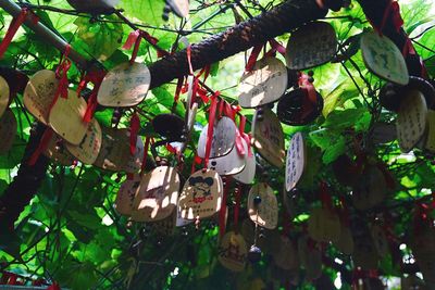 Close-up of leaves hanging on tree