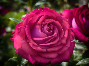 Close-up of pink rose