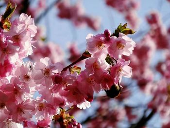 Close-up of pink cherry blossom