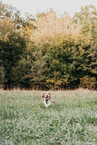 Dog running on grassy field