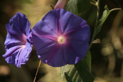 Close-up of purple flowers