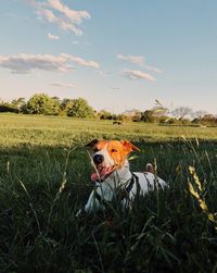 Dog standing on field