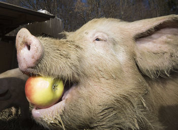 Feeding pigs on a farm, animal husbandry and livestock farming