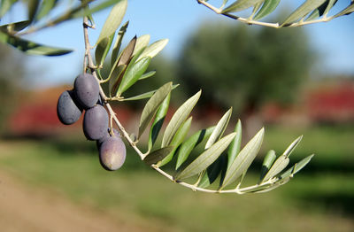 Close-up of olives growing on branch