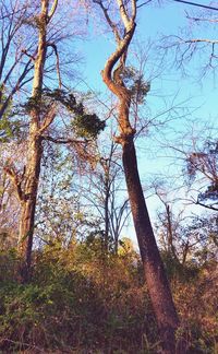 Low angle view of trees against sky