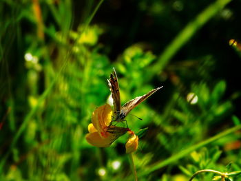 Close-up of insect on plant