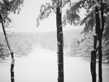 Trees against sky during winter
