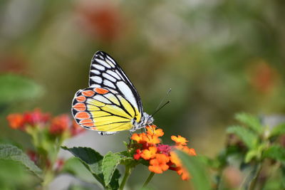 Butterfly pollinating on flower